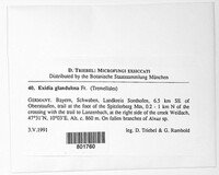 Exidia glandulosa image